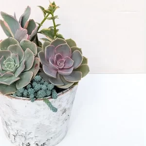 Holiday Succulent Arrangements