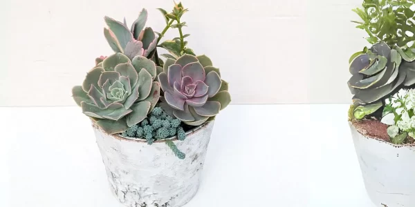 Holiday Succulent Arrangements